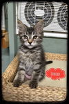 adoptable Cat in rutherfordton, NC named Juneau (Courtesy Post)