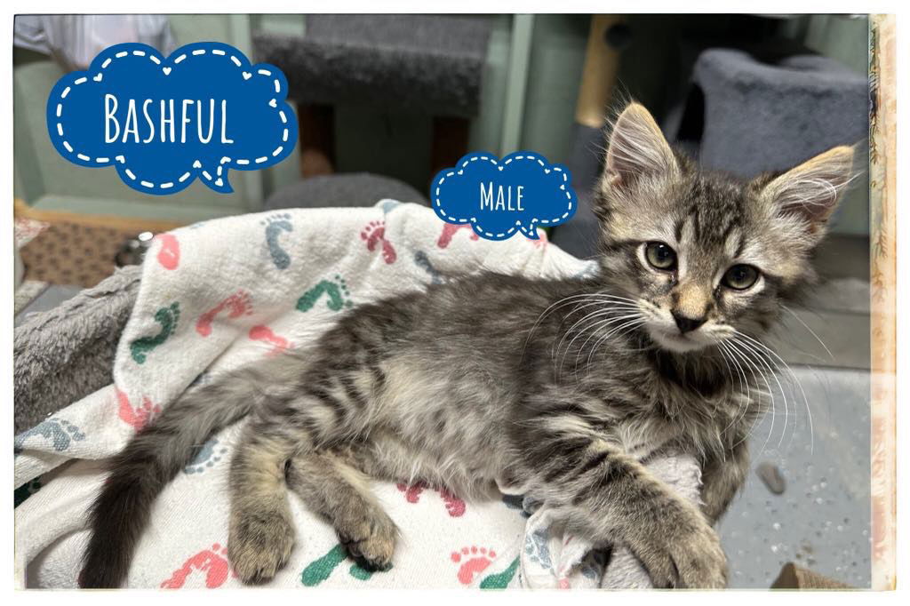 adoptable Cat in Rutherfordton, NC named Bashful (Courtesy Post)