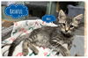 adoptable Cat in rutherfordton, NC named Bashful (Courtesy Post)