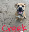 adoptable Dog in rutherfordton, NC named Creek