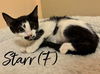 adoptable Cat in rutherfordton, NC named Starr