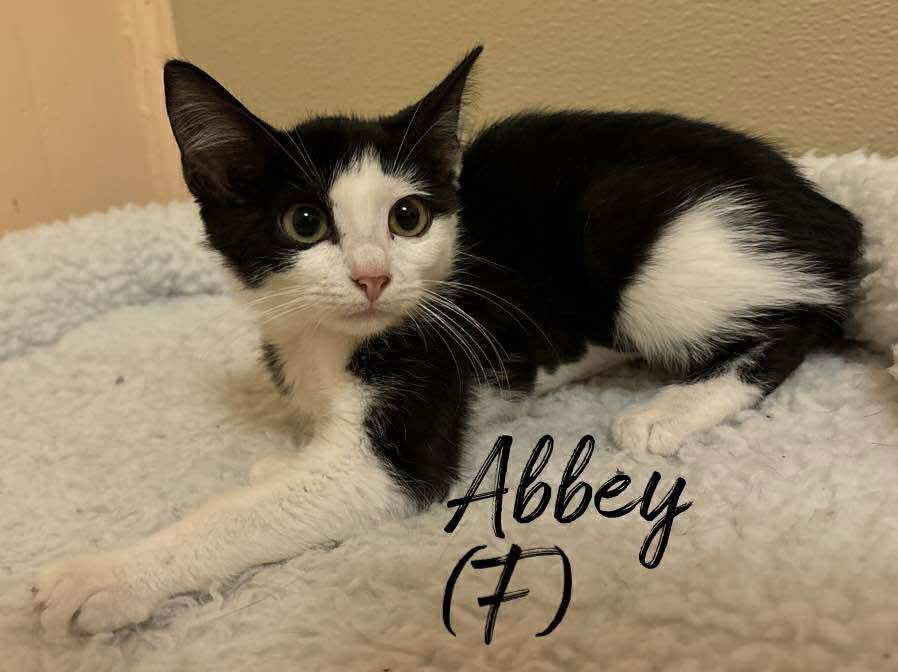 adoptable Cat in Rutherfordton, NC named Abbey