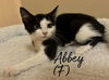 adoptable Cat in rutherfordton, NC named Abbey