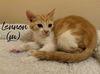 adoptable Cat in rutherfordton, NC named Lennon