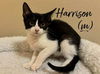 adoptable Cat in rutherfordton, NC named Harrison
