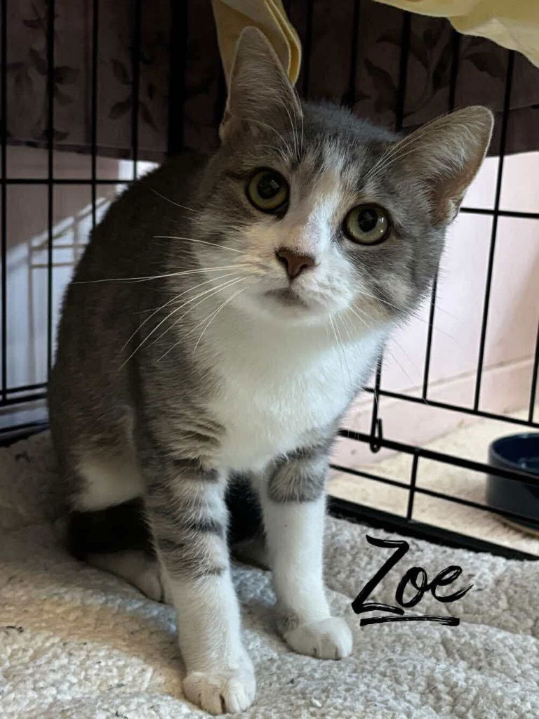 adoptable Cat in Rutherfordton, NC named Zoe