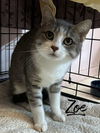 adoptable Cat in rutherfordton, NC named Zoe