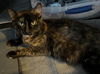 adoptable Cat in Rutherfordton, NC named Blossom