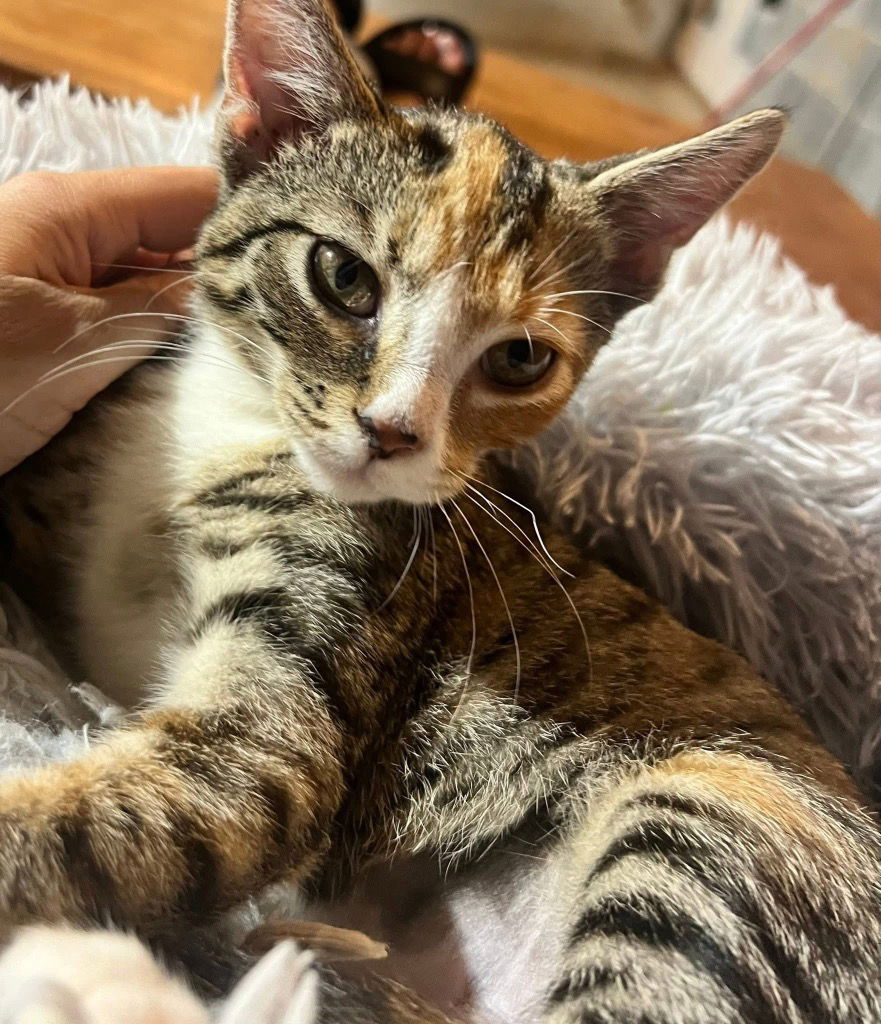 adoptable Cat in Rutherfordton, NC named Hazel