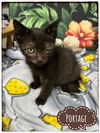 adoptable Cat in rutherfordton, NC named Portage