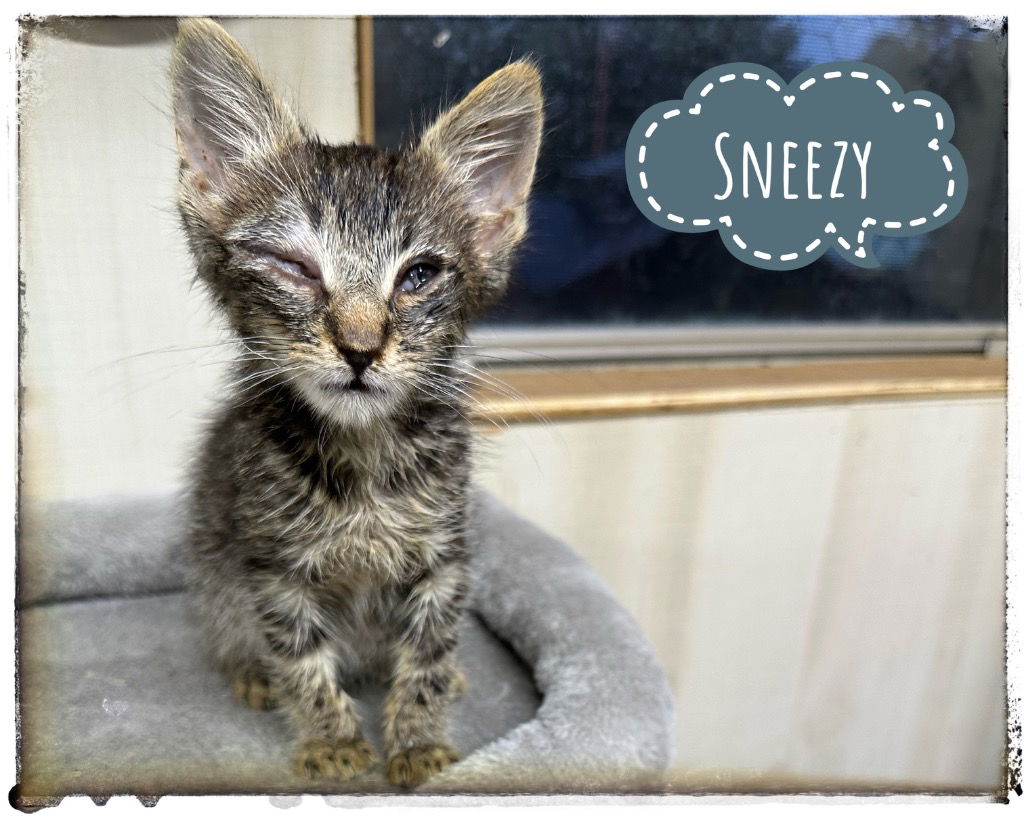 adoptable Cat in Rutherfordton, NC named Sneezy