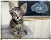 adoptable Cat in rutherfordton, NC named Sneezy