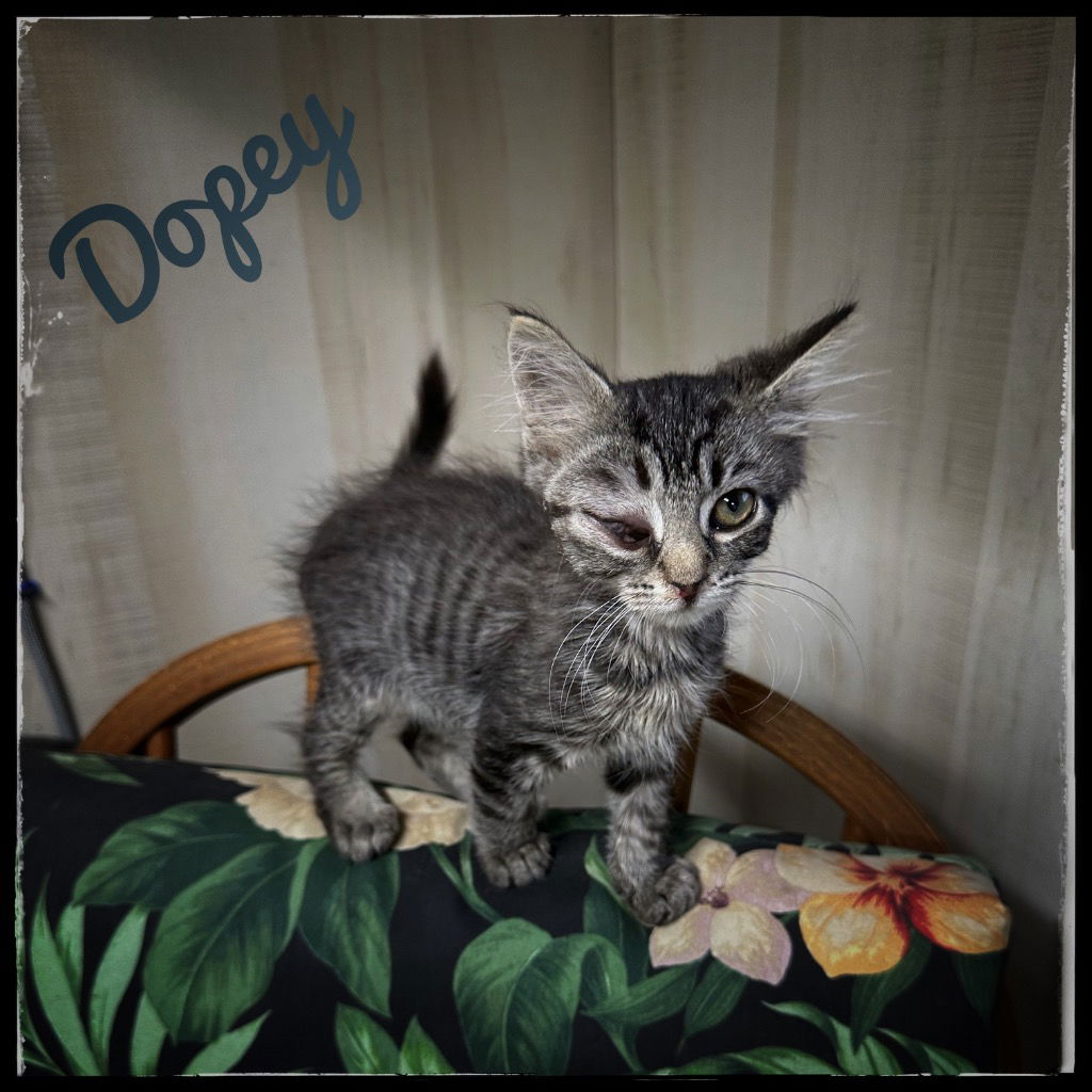 adoptable Cat in Rutherfordton, NC named Dopey
