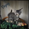adoptable Cat in rutherfordton, NC named Dopey