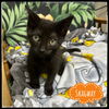 adoptable Cat in rutherfordton, NC named Skagway