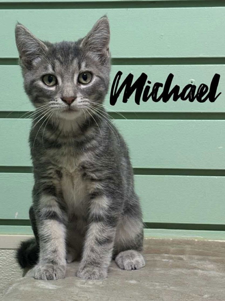adoptable Cat in Rutherfordton, NC named Michael