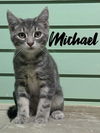 adoptable Cat in rutherfordton, NC named Michael
