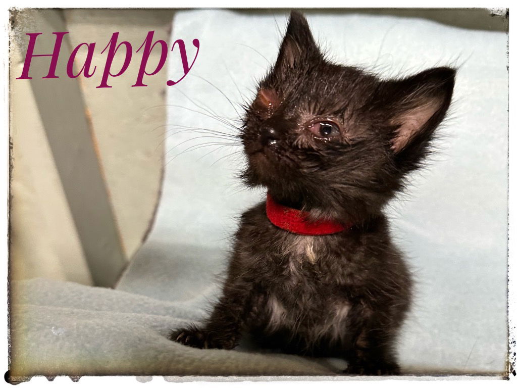 adoptable Cat in Rutherfordton, NC named Happy