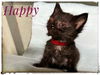 adoptable Cat in rutherfordton, NC named Happy