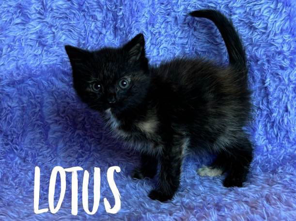 adoptable Cat in Rutherfordton, NC named Lotus