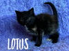 adoptable Cat in rutherfordton, NC named Lotus