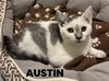 adoptable Cat in rutherfordton, NC named Austin