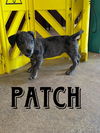 adoptable Dog in rutherfordton, NC named Patch