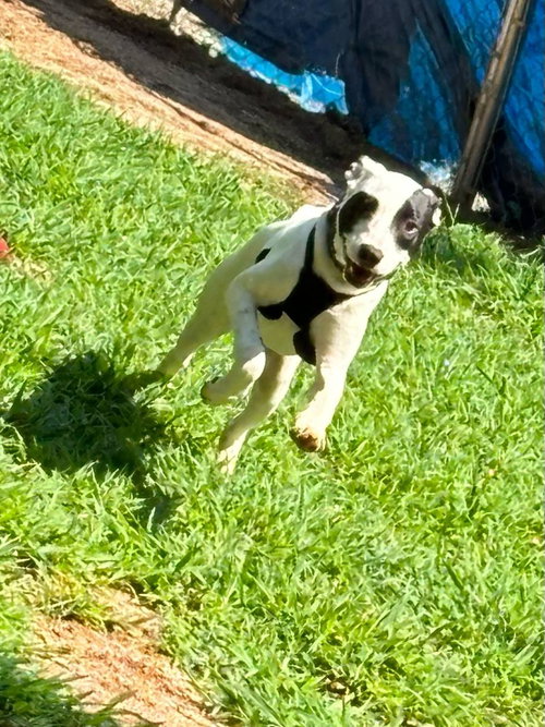 SPOT - Terrier available for adoption