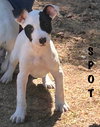 Spot - Photo 4