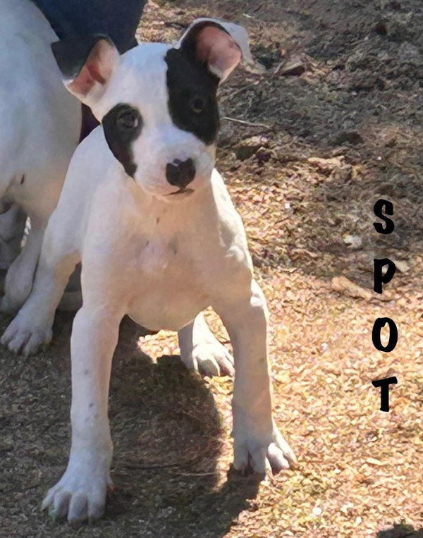 Spot