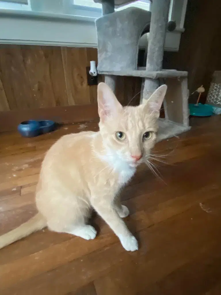 Clyde Courtesy Post - Domestic Short Hair