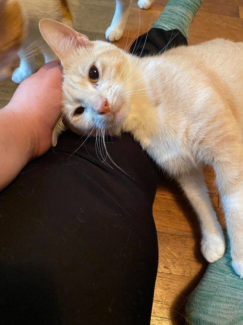 CLYDE (COURTESY POST) - Domestic Short Hair available for adoption