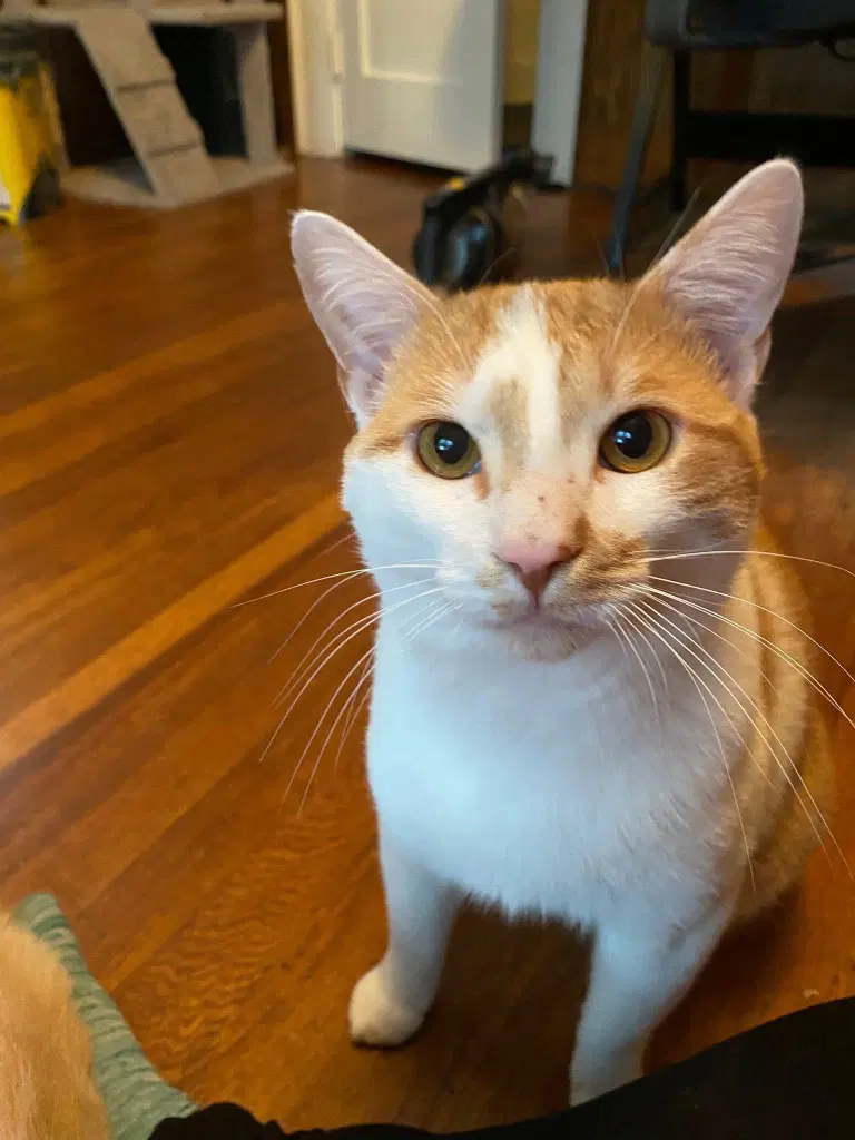 Ralphie Courtesy Post - Domestic Short Hair