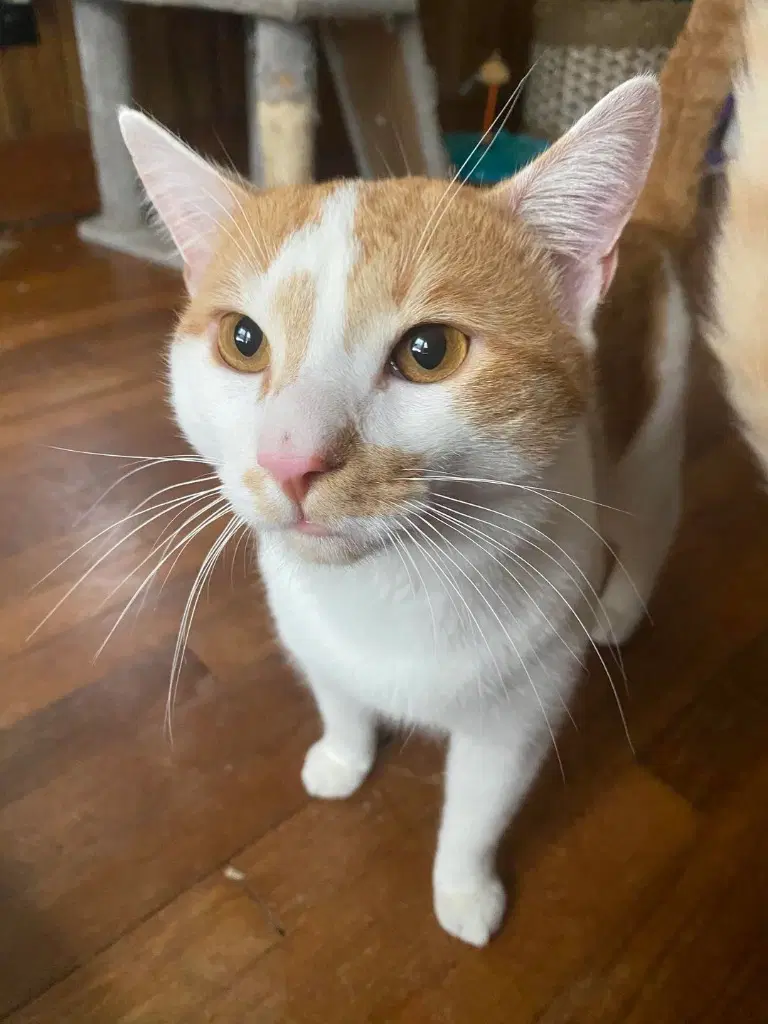 Ralphie Courtesy Post image 2