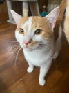 Ralphie (Courtesy Post) - Photo 2
