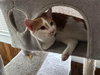 Ralphie (Courtesy Post) - Photo 4