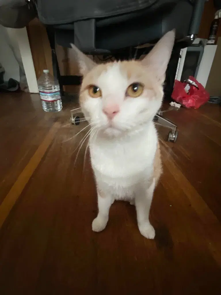 Maisie Courtesy Post - Domestic Short Hair