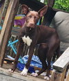 Penny - Photo 1