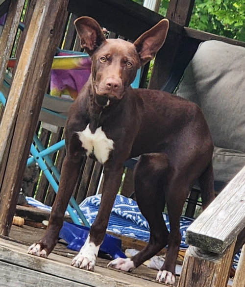 PENNY - Australian Shepherd / Chocolate Labrador Retriever available for adoption