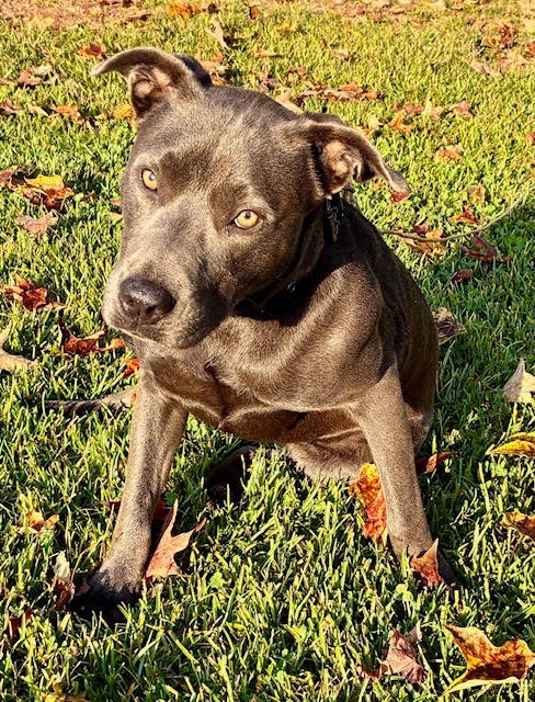 Coco