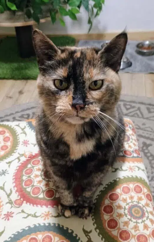 Kiki image 2