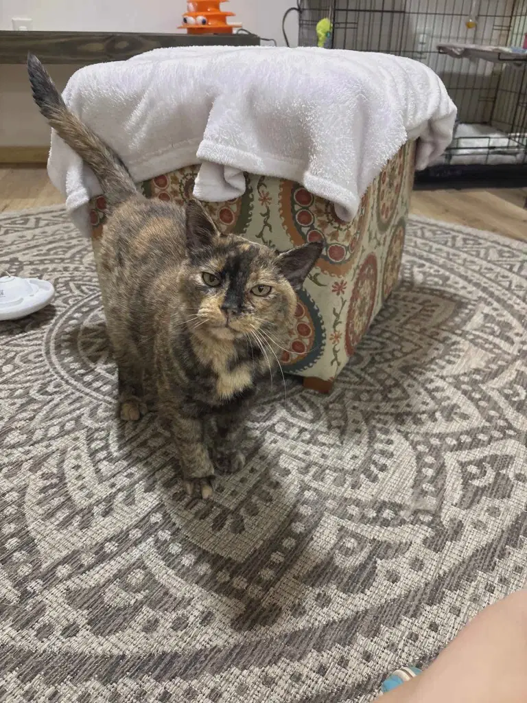 Kiki image 3