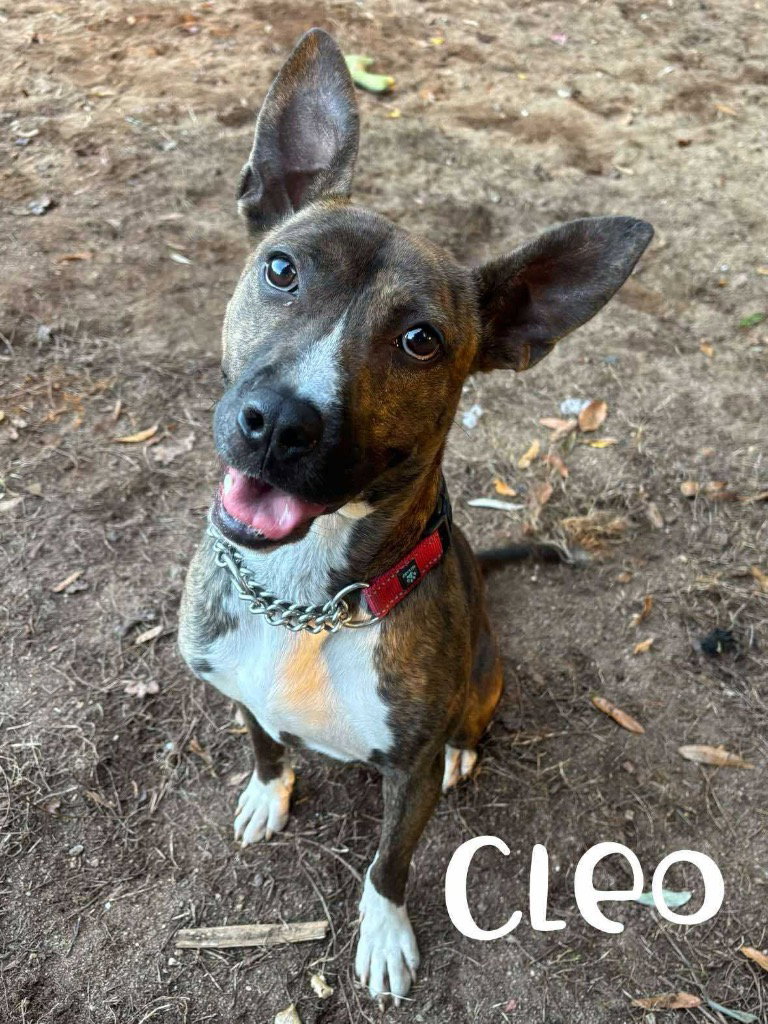 Cleo Image