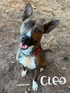 Cleo - Photo 1