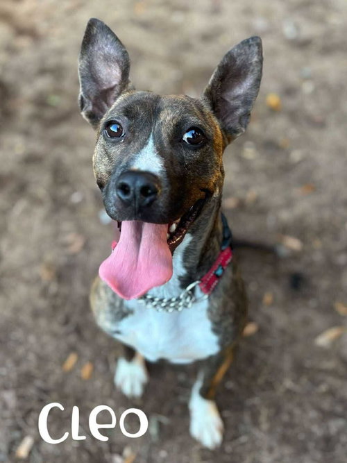 CLEO - Pit Bull Terrier available for adoption