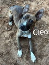 Cleo - Photo 3