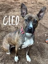 Cleo - Photo 1