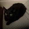Baby Pearl (Courtesy Post) - Photo 2