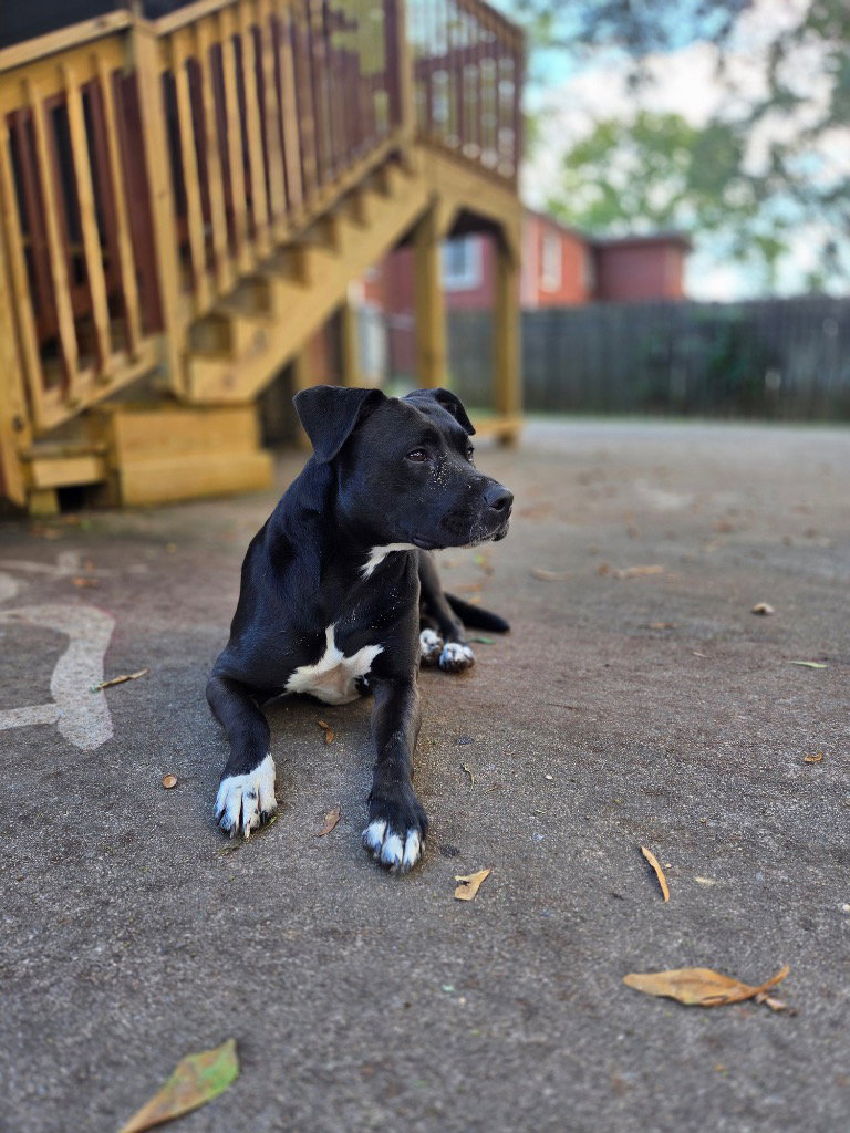 Tuxedo Bully Mix (Courtesy Post) Image