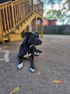 Tuxedo Bully Mix (Courtesy Post) - Photo 1
